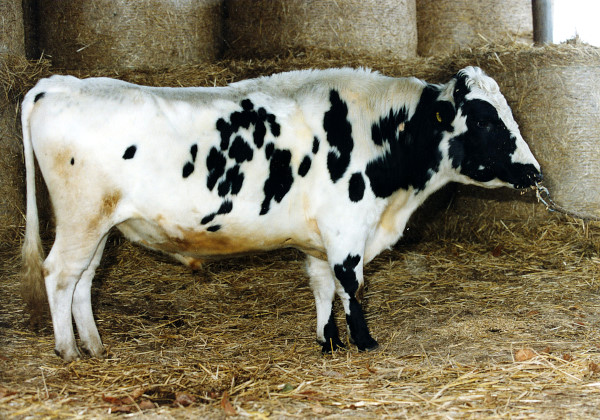 SE 81047-7114 Gubben