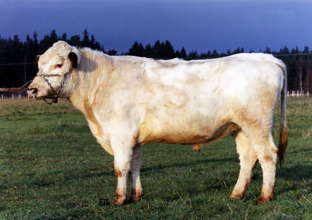 SE 36368-237 Franko