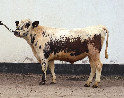 SE 55010-2192 Ris-Otto