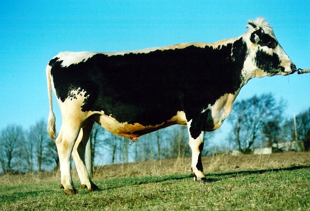 SE 4105-1070 Birk