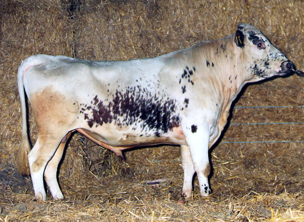 SE 55010-2091 Lukas