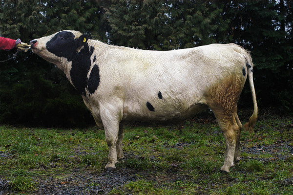 SE 10110-135 Stig
