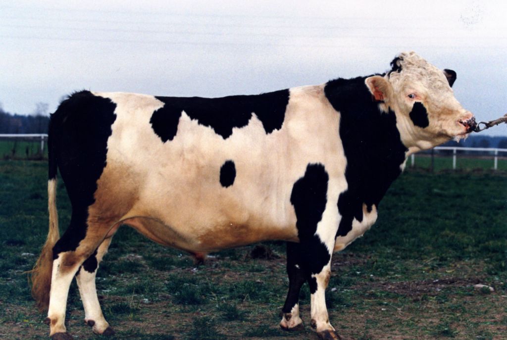 37-1103-71 Dunkel
