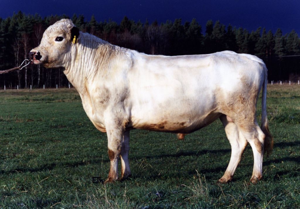 SE 57605-50 Musse