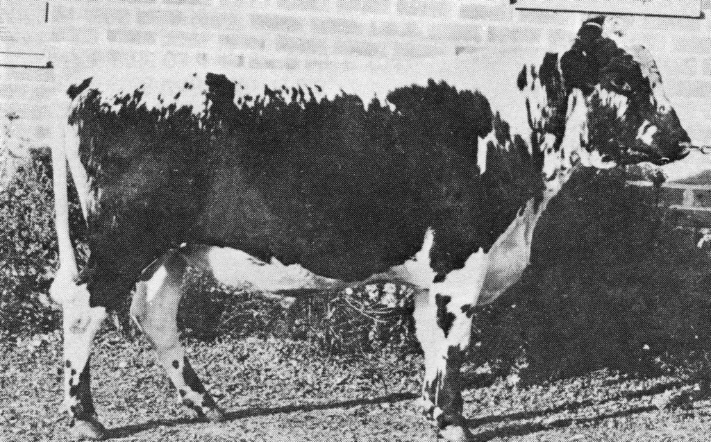 26-3043-42 Svarting