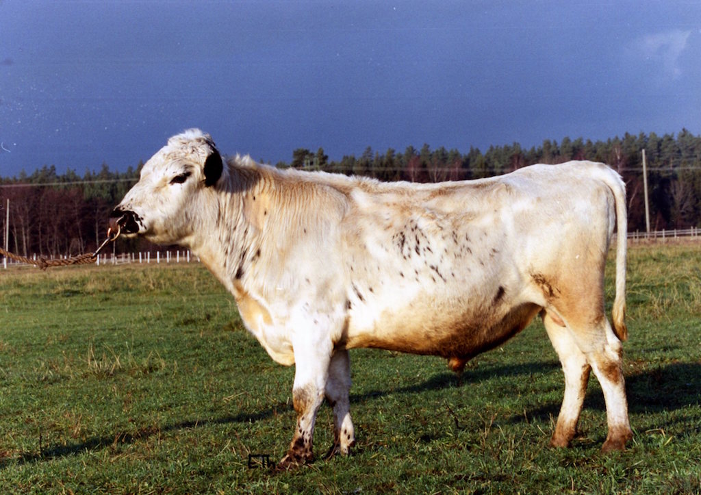 SE 55010-2027 Drutten