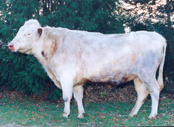 SE 81047-7139 Palle