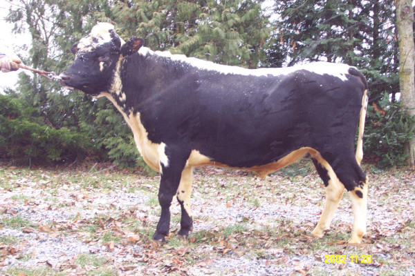 SE 29982-147 Elmer
