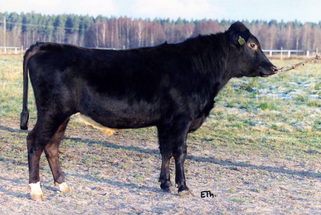 SE 36368-232 Dillner