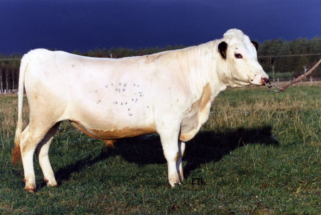 SE 10110-1010 Olav