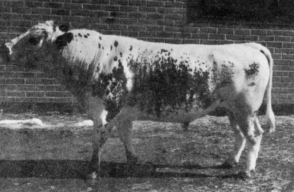 25-3902-127 Snö-Solo