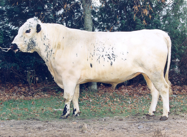 SE 55010-2096 Gullrik