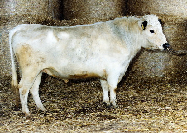 SE 36368-228 Lennart