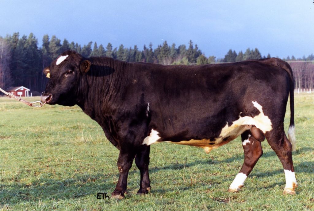 SE 1103-1085 Fido