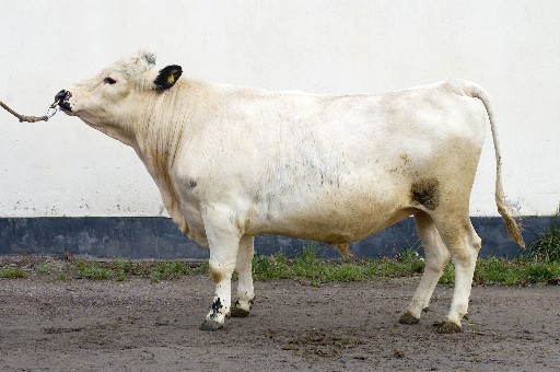 SE 1103-1239 Dagobert