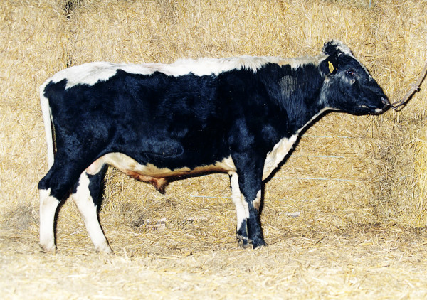 SE 55010-2086 Prins