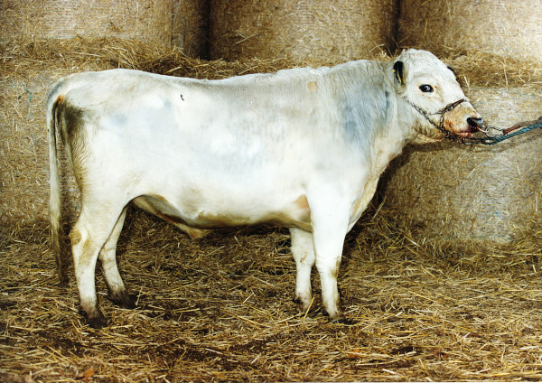 SE 28403-85 Loke