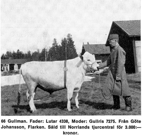 26-397-66 Gullman