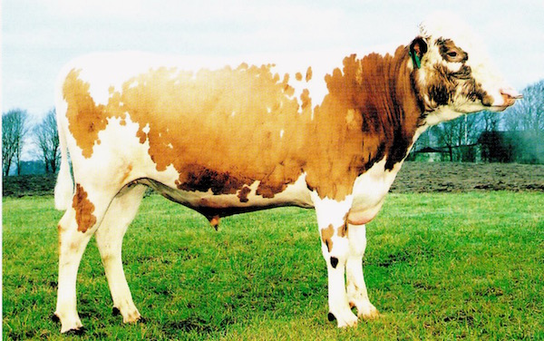 SE 42656-48 Bude