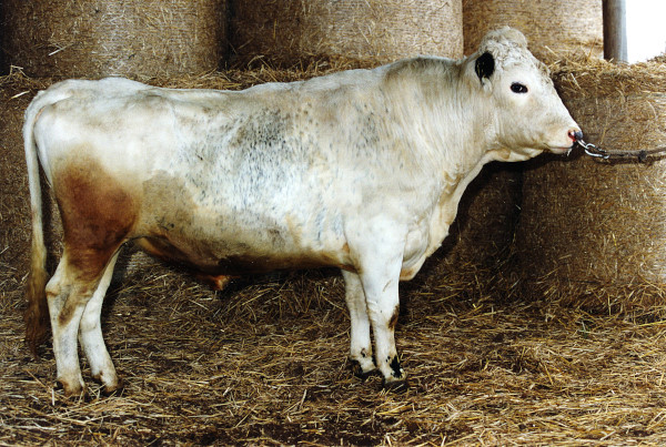 SE 7154-1006 Glunt