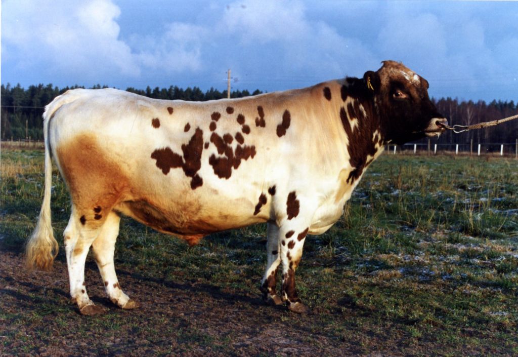 SE 19456-2 Gusten