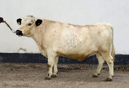 SE 7154-1110 Västats Gose