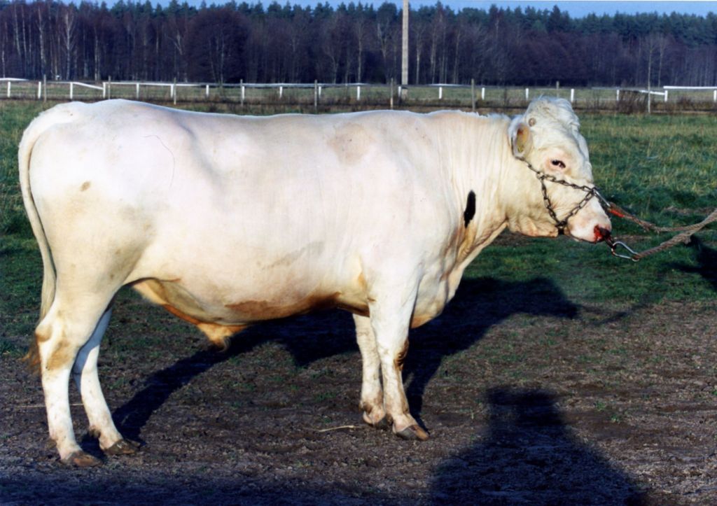 SE 49680-3009 Lillprinsen
