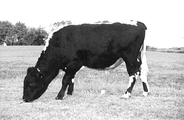 SE 55010-2132 Hasse