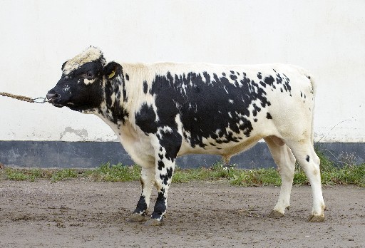 SE 13581-273 Harlié