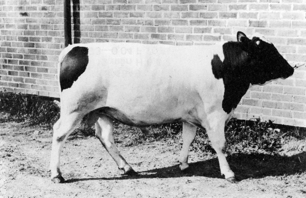 33-23199-1 Stag