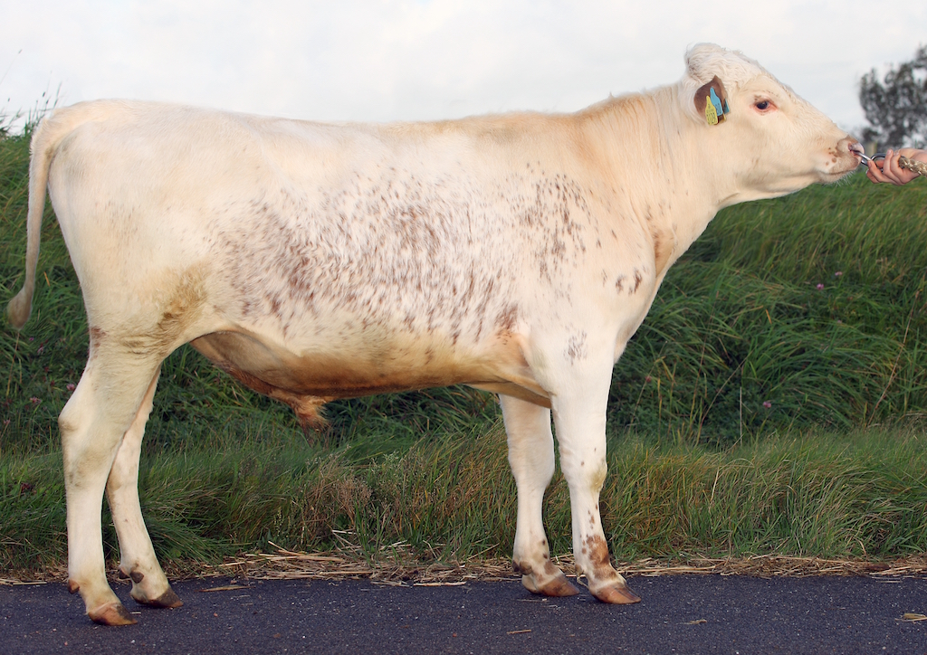 SE 31161-3129 Gulleman