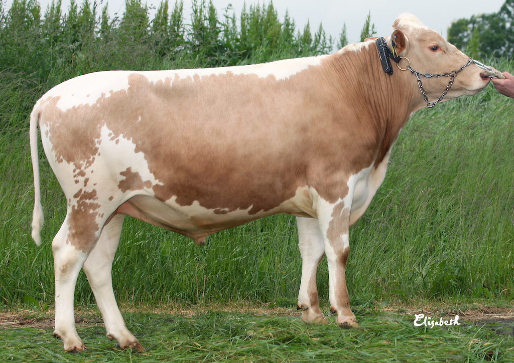 SE 31084-5579 Hussi