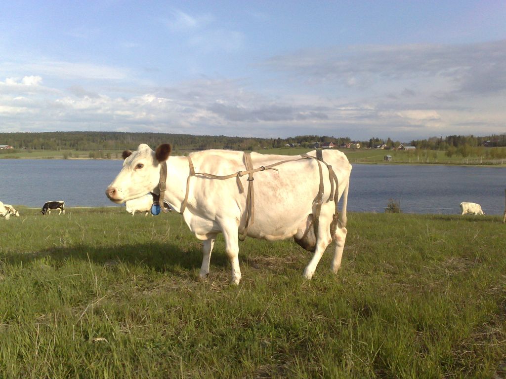 SE 25034-215 Ida