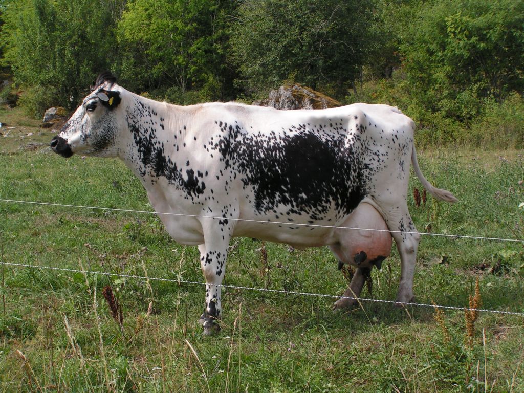 SE 41325-635 Milly