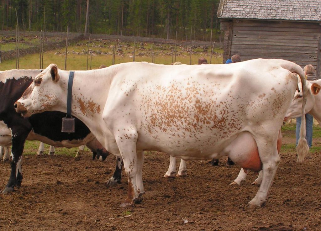 SE 58068-31 Freda