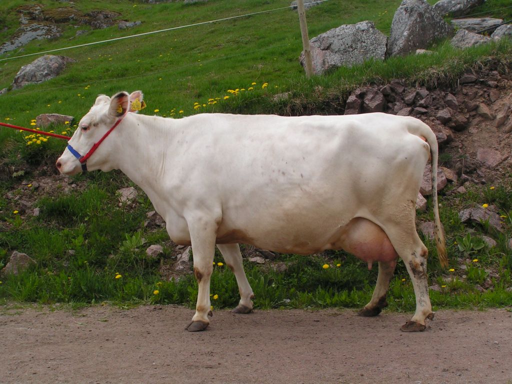SE 83207-470 Malin