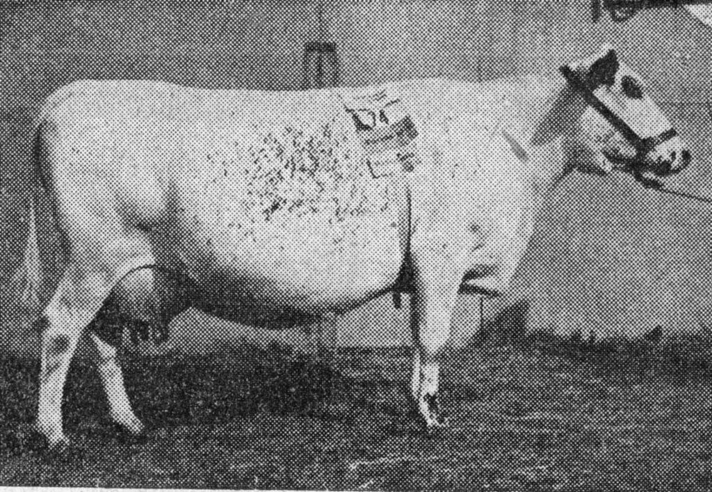 Z 191-4 Gaja