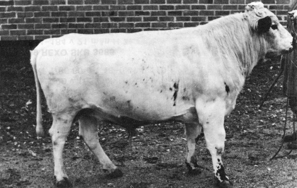 26-1152-70 Gull