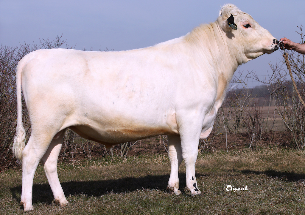 SE 1103-1437 Hilfrid
