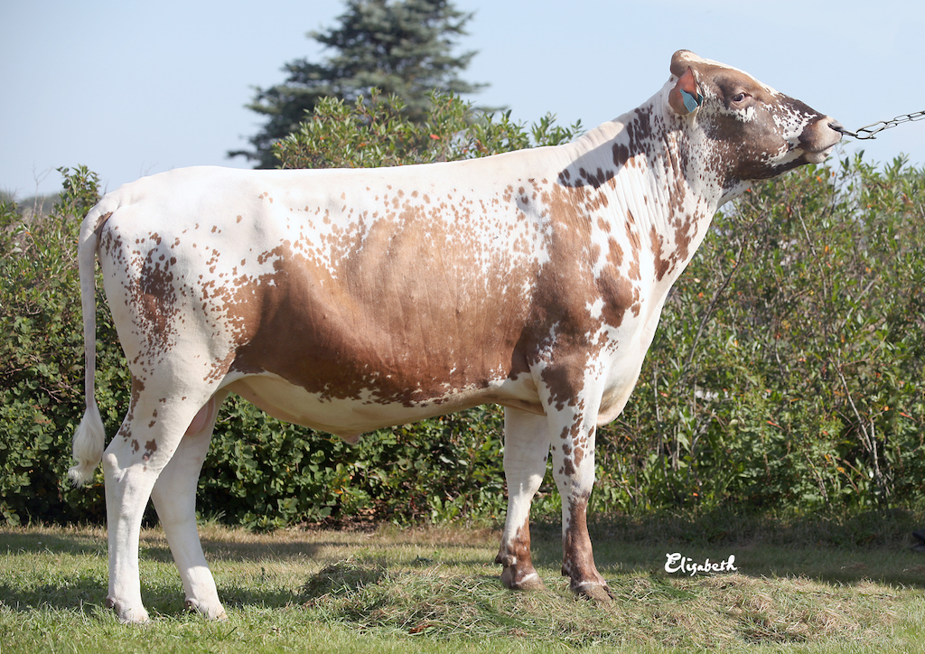 SE 55010-2403 Dolph